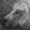 Ridgeback